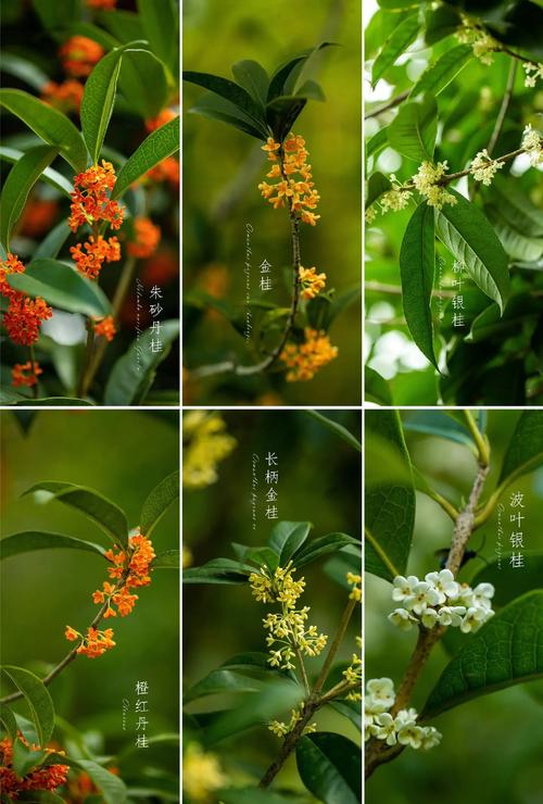 桂花的品种有哪几种?金桂、银桂、丹桂、四季桂全面对比与选购指南 场景化选择建议