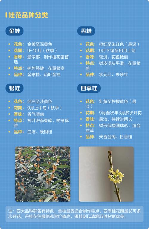 桂花的品种有哪几种?金桂、银桂、丹桂、四季桂全面对比与选购指南 常见问题解答 (FAQ)