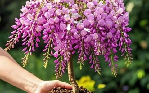 家里适合种紫藤吗？这份庭院种植全攻略请收好