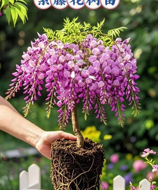家里适合种紫藤吗？这份庭院种植全攻略请收好