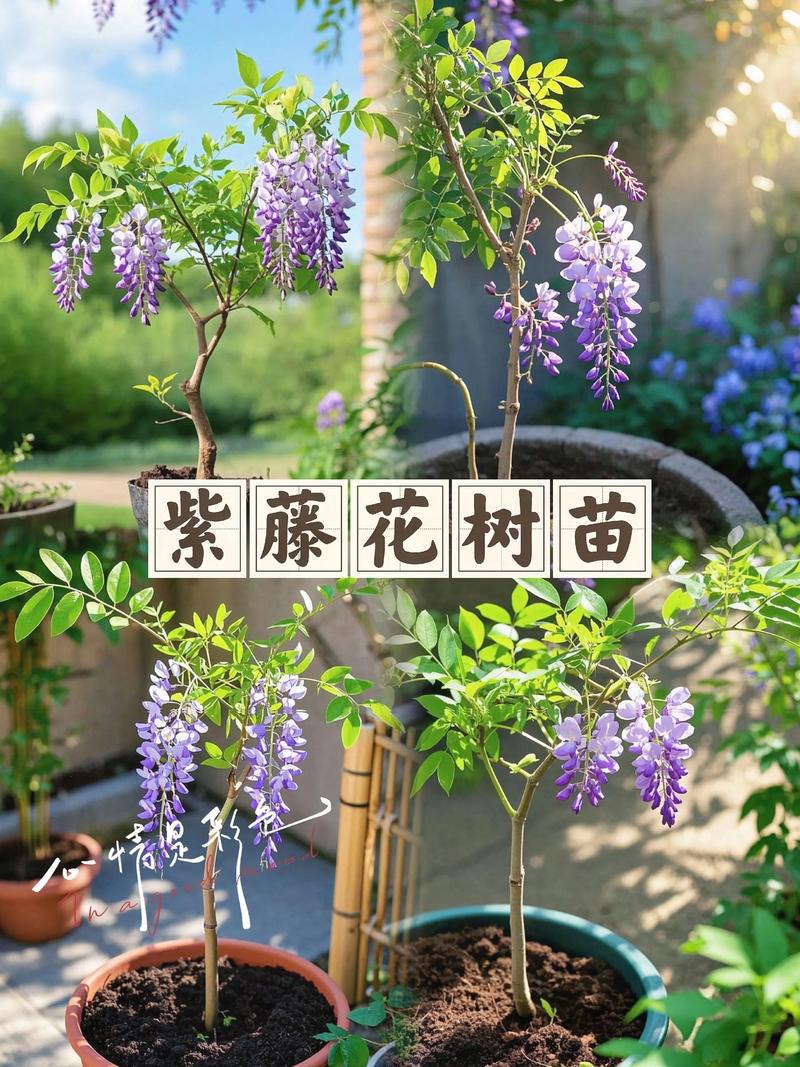 家里适合种紫藤吗?这份庭院种植全攻略请收好 二、种植技术指南:手把手教你种活紫藤