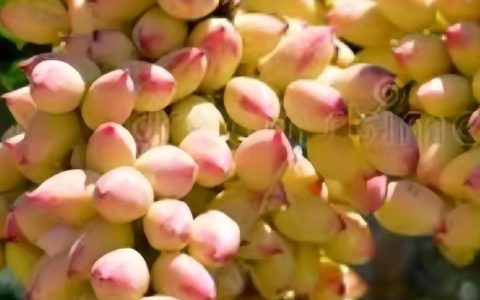 开心果树北方可以种植吗？气候适配与种植实操指南