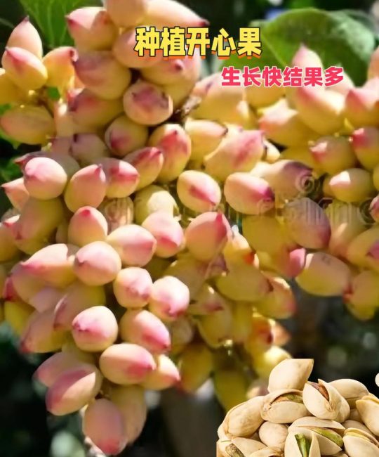 开心果树北方可以种植吗？气候适配与种植实操指南