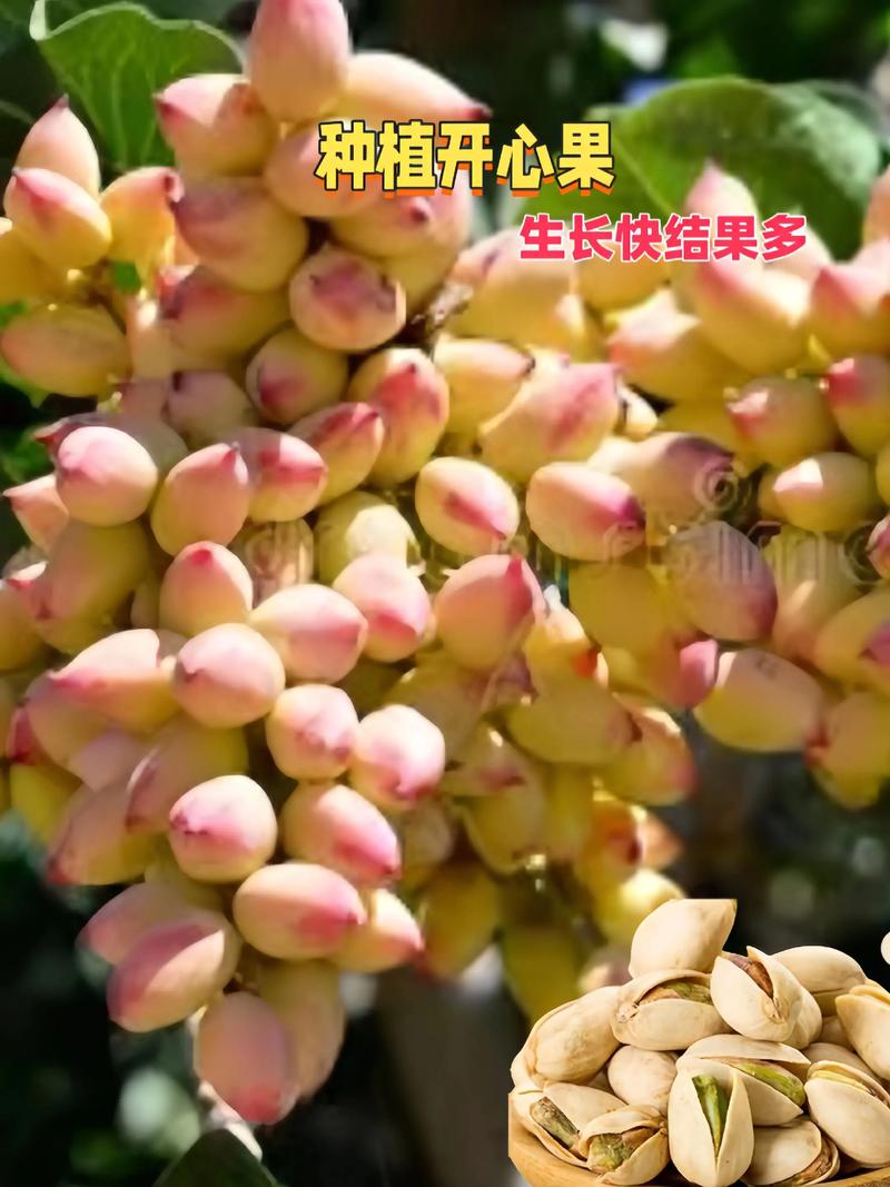 开心果树北方可以种植吗?气候适配与种植实操指南 一、生长习性解析