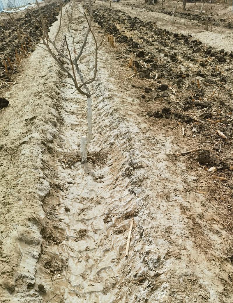 开心果树北方可以种植吗?气候适配与种植实操指南 二、耐寒耐热指标