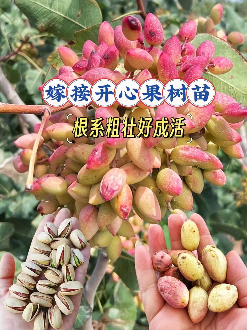 开心果树北方可以种植吗?气候适配与种植实操指南 四、土壤要求
