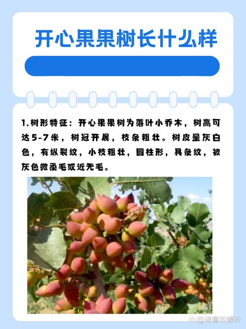 开心果树北方可以种植吗?气候适配与种植实操指南 五、北方种植差异化建议