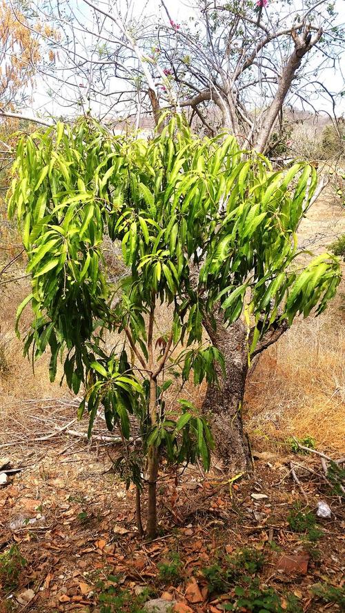 开心果树北方可以种植吗?气候适配与种植实操指南 六、种植关键步骤(供已决定引种者参考)