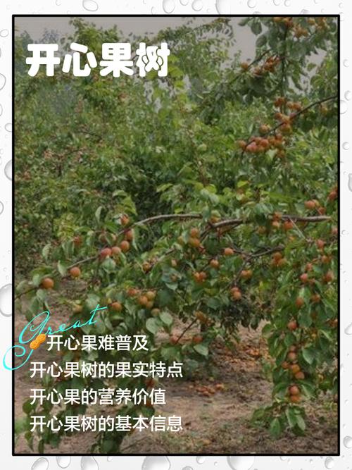 开心果树北方可以种植吗?气候适配与种植实操指南 八、结论