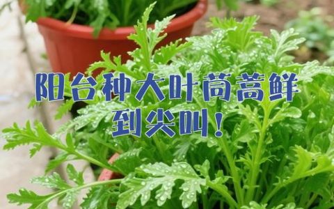 大叶茼蒿的种植季节和种植方法：从选种到收获的全攻略