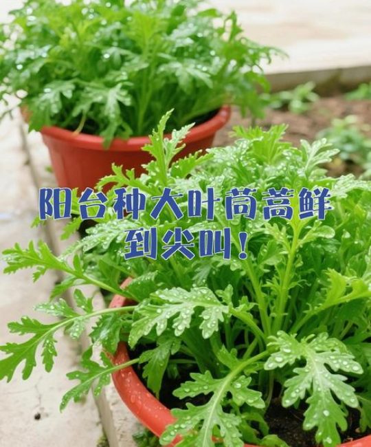 大叶茼蒿的种植季节和种植方法：从选种到收获的全攻略