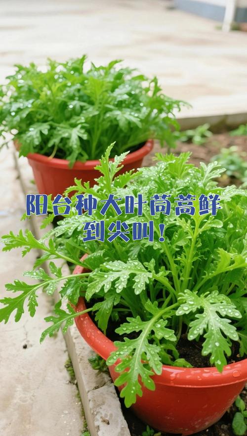 大叶茼蒿的种植季节和种植方法:从选种到收获的全攻略 大叶茼蒿的种植季节和种植方法:从选种到收获的全攻略