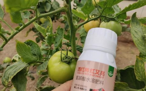 西红柿授粉用什么药？赤霉素与6-BA的高效使用指南