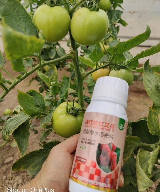 西红柿授粉用什么药？赤霉素与6-BA的高效使用指南