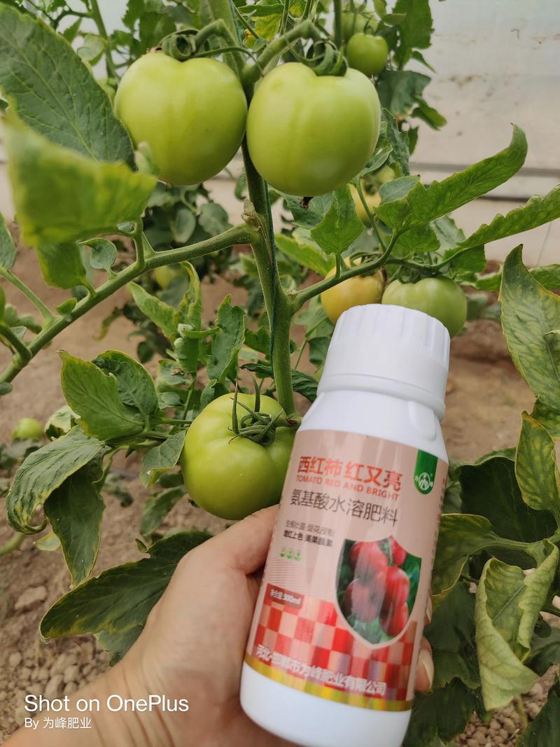 西红柿授粉用什么药?赤霉素与6-BA的高效使用指南 西红柿授粉用什么药?赤霉素与6-BA的高效使用指南