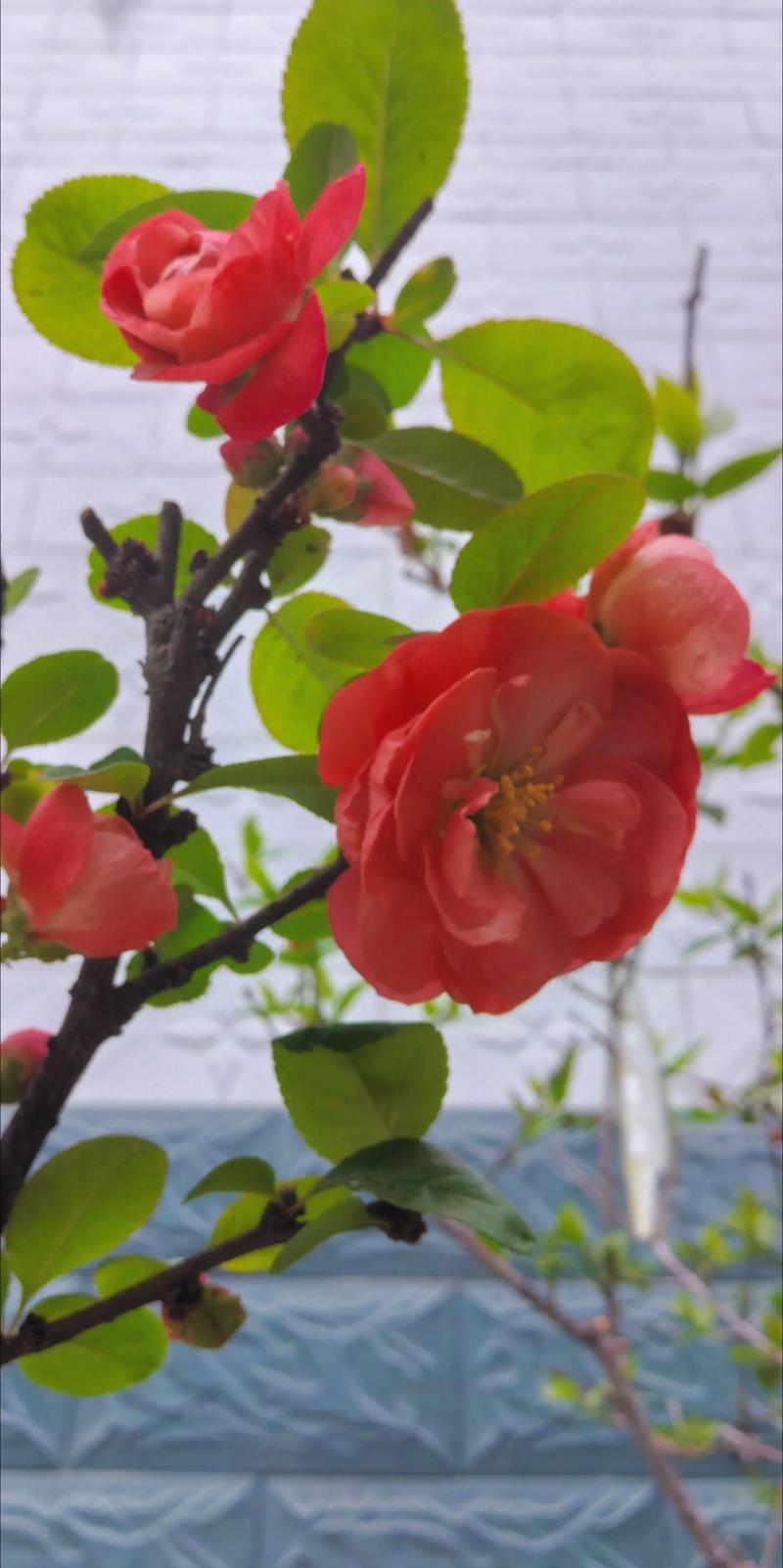 影响铁杆海棠开花结果的关键因素