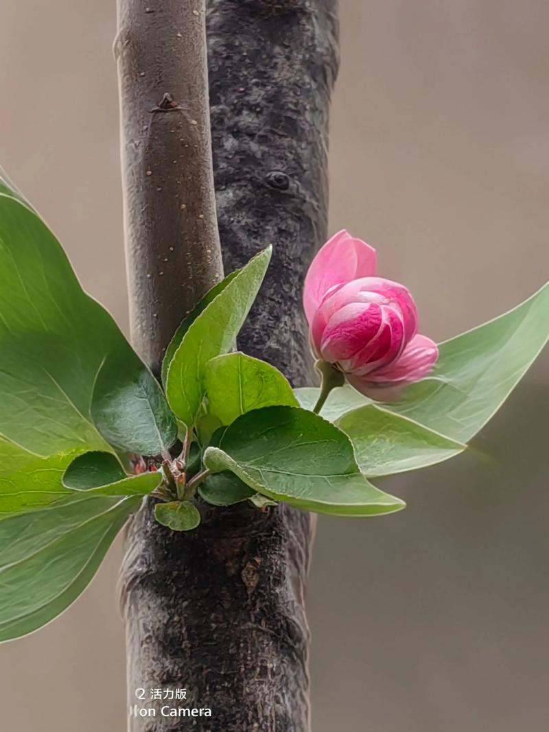 促花促果养护步骤（可执行操作指南）