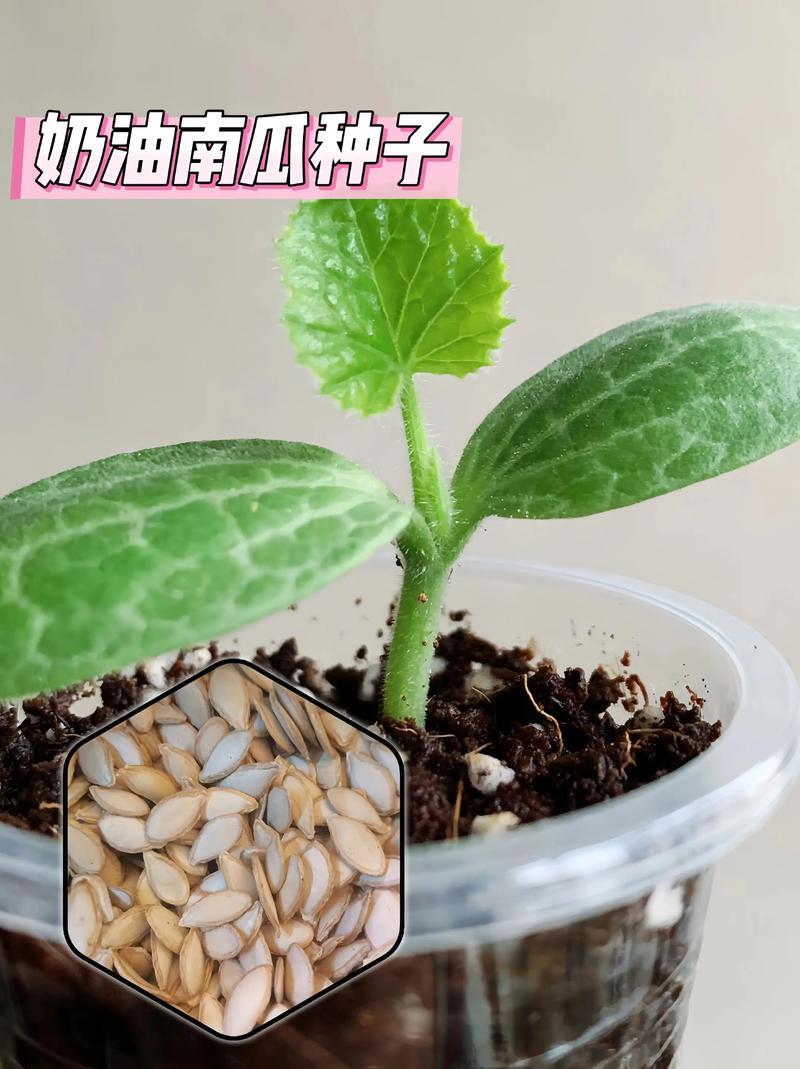 南瓜种子什么时候发芽?一文讲清精准育苗与出苗率提升全攻略 三、失败案例诊断:为何“南瓜种而不发”?