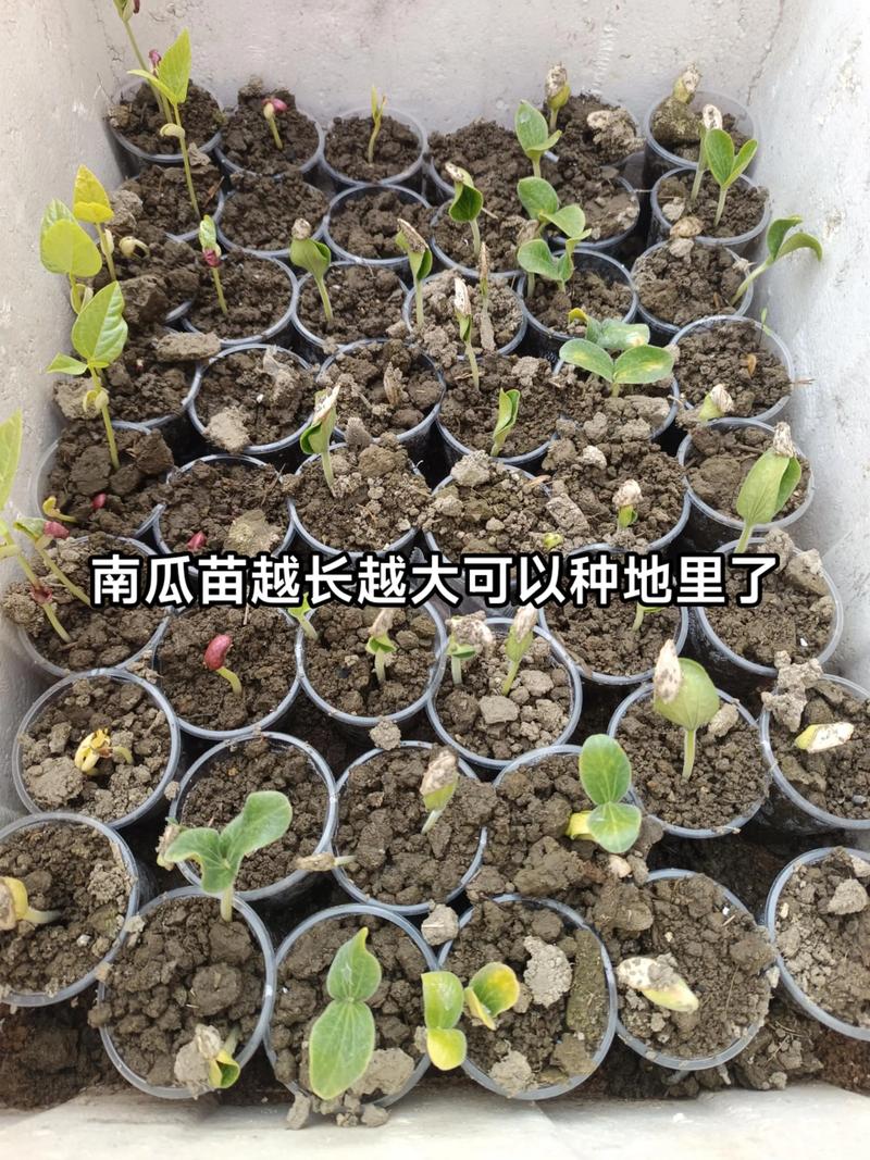 南瓜种子什么时候发芽?一文讲清精准育苗与出苗率提升全攻略 二、催芽与播种:可执行的全流程方案