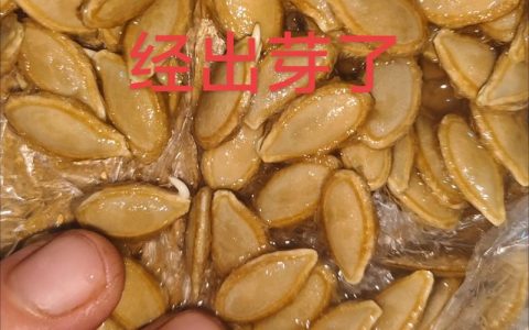 南瓜种子什么时候发芽？一文讲清精准育苗与出苗率提升全攻略