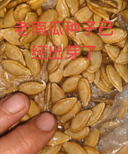 南瓜种子什么时候发芽？一文讲清精准育苗与出苗率提升全攻略