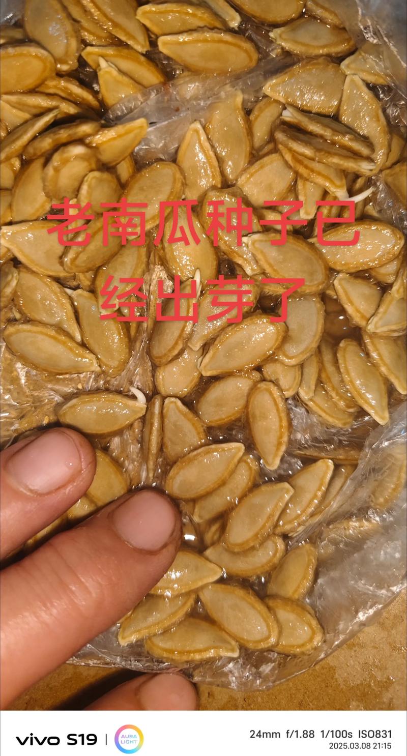 南瓜种子什么时候发芽?一文讲清精准育苗与出苗率提升全攻略 一、发芽时间核心指标:积温与品种差异