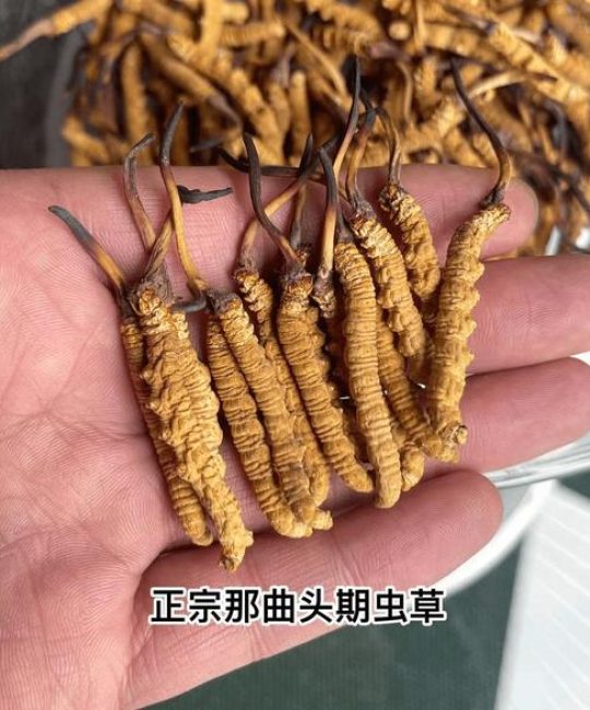 冬虫夏草和瑞价格指南：2024年最新产地与规格报价参考