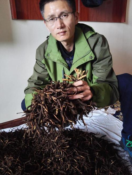 冬虫夏草和瑞价格指南:2024年最新产地与规格报价参考 运输因素:物流成本与时效风险