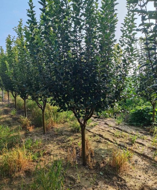 海棠花什么时候修剪？四季养护与促花全攻略