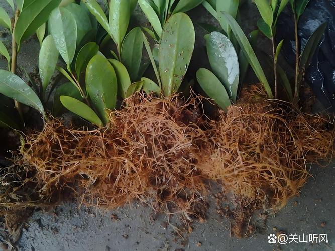 12月份茶花可以移栽吗?南方可以,北方需谨慎!附冬季移栽完整操作流程 12月份茶花可以移栽吗?先看温度再动手