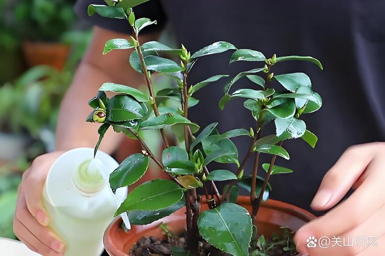 12月份茶花可以移栽吗?南方可以,北方需谨慎!附冬季移栽完整操作流程 土壤环境:酸性土是茶花移栽成活的第一前提