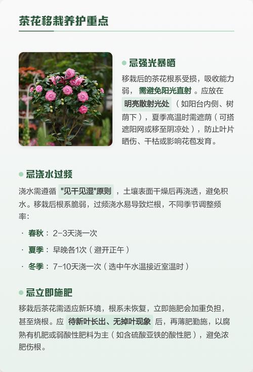 12月份茶花可以移栽吗?南方可以,北方需谨慎!附冬季移栽完整操作流程 栽前处理:根系修剪与消毒一步不能少