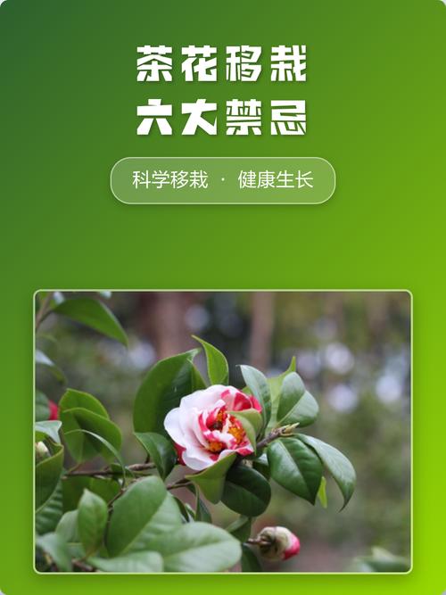 12月份茶花可以移栽吗?南方可以,北方需谨慎!附冬季移栽完整操作流程 栽植深度:根茎结合部必须露在外面