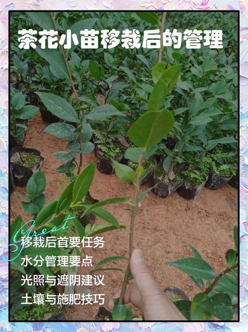 12月份茶花可以移栽吗?南方可以,北方需谨慎!附冬季移栽完整操作流程 成活后的注意事项