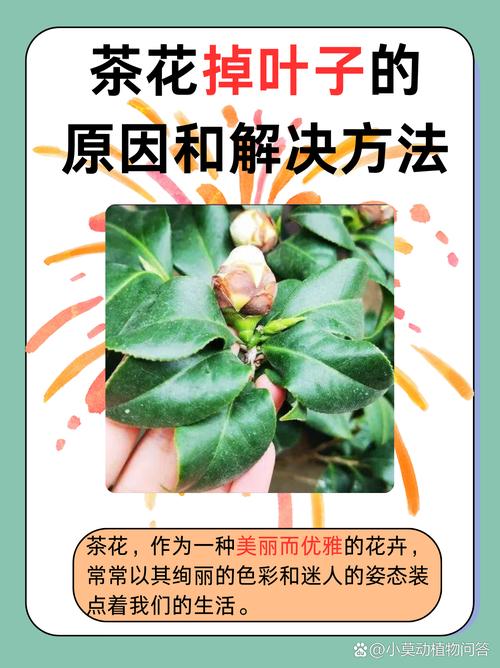 香妃茶花叶子掉光了还能活吗?关键急救四步法 盆栽/地栽选择决策