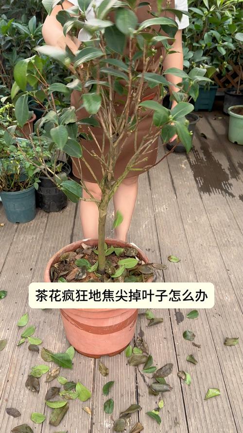 香妃茶花叶子掉光了还能活吗?关键急救四步法 修剪促花系统指导