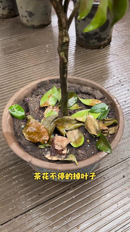 香妃茶花叶子掉光了还能活吗?关键急救四步法 越冬与越夏管理