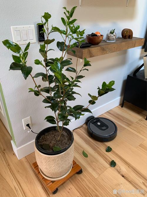 香妃茶花叶子掉光了还能活吗?关键急救四步法 FAQ