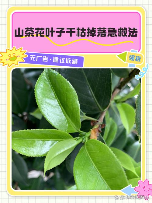香妃茶花叶子掉光了还能活吗?关键急救四步法 总结