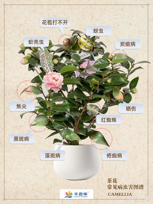 茶花花蕾干枯是怎么回事?原因与对症防治全攻略 光照与水肥精准方案(孕蕾期至盛花期)