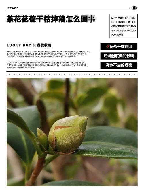 茶花花蕾干枯是怎么回事?原因与对症防治全攻略 修剪促花系统指导