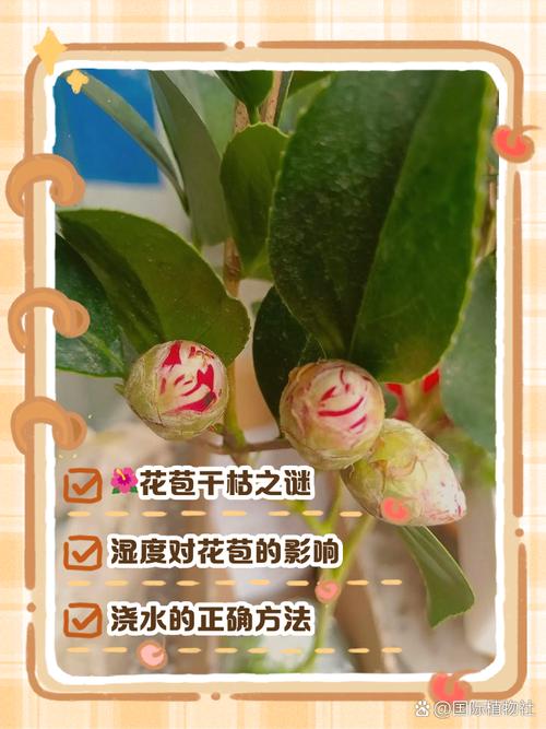 茶花花蕾干枯是怎么回事?原因与对症防治全攻略 越冬与越夏管理