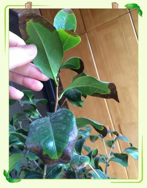 茶花花蕾干枯是怎么回事?原因与对症防治全攻略 常见误区与纠正
