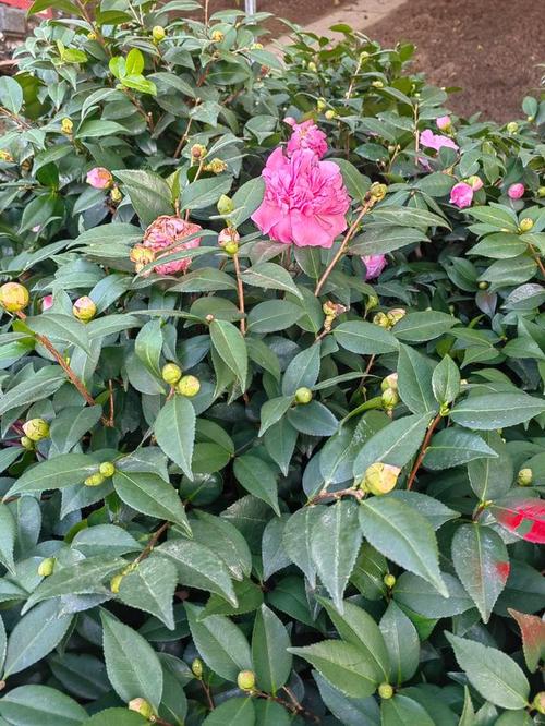茶花花蕾干枯是怎么回事?原因与对症防治全攻略 总结