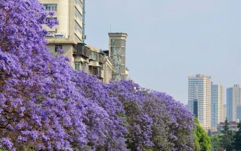 昆明蓝花楹网红街在哪里？附蓝花楹行道树规格与移栽养护参数
