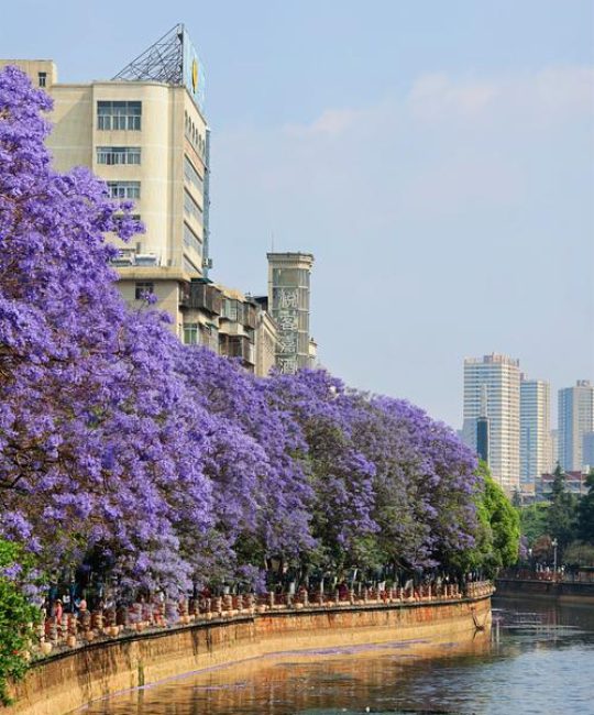 昆明蓝花楹网红街在哪里？附蓝花楹行道树规格与移栽养护参数