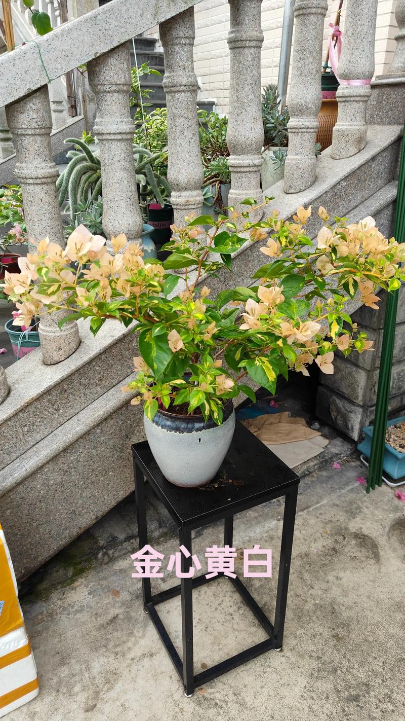 金星橙白三角梅勤花性解析与养护全攻略 金星橙白三角梅勤花性解析与养护全攻略