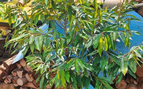 中国能种植榴莲吗？海南榴莲高产种植技术全指南