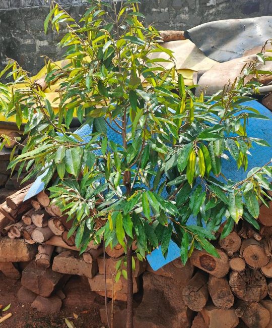 中国能种植榴莲吗？海南榴莲高产种植技术全指南