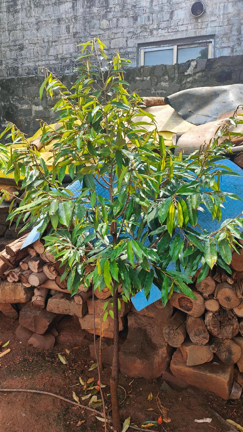 中国能种植榴莲吗?海南榴莲高产种植技术全指南 中国能种植榴莲吗?海南榴莲高产种植技术全指南